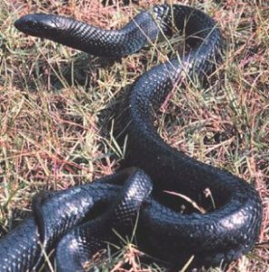 black-cobra-snake-7
